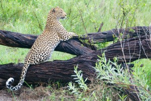 Delta leopard by Ryan Kilpatrick