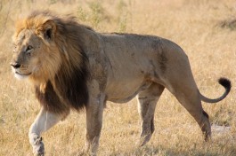 Kalahari lion 