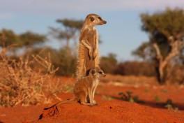 Kalahari meerkat  by Charles Sharp