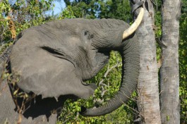 Botswana Wilderness Safarii elephant 
