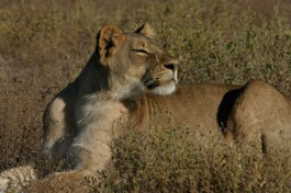 Botswana safari lions 