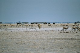 Nxai Pan National Park, Botswana 