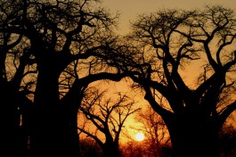 Botswana Wilderness Safari baobabs 