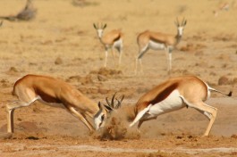 Botswana Wilderness Safari sprinbok 