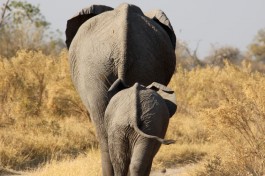 Chobe elephants 