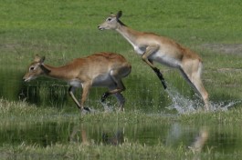 Moremi lechwe 