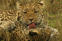 Leopards 