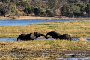 Chobe elephants by Tim Copeland