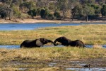 Chobe elephants  by Tim Copeland