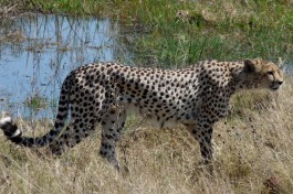 Moremi safari cheetah 