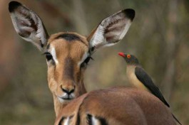 Botswana wildlife 