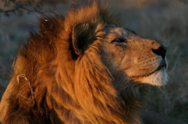 Chobe safari lion 