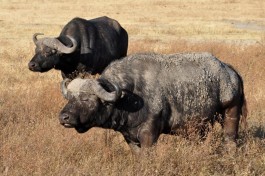 Tanzania buffalos 