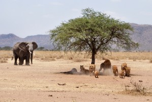 Tanzania elephant and lions