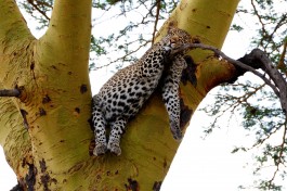 Tanzania leopard 