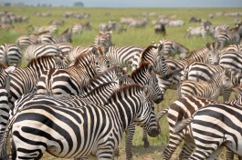 Tanzania zebras 