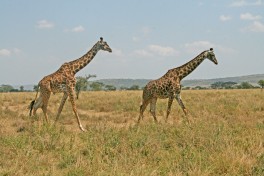 Tanzania giraffes 