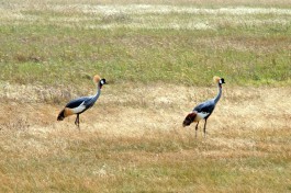 Tanzania birdlife 