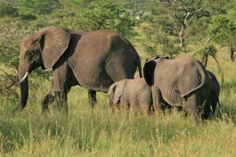 Tanzania Budget Safari elephants 