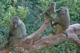Budget Tanzania Safari, monkeys 