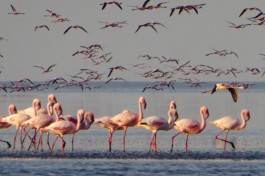 Flamingoes at Lake Manyara, Tanzania 
