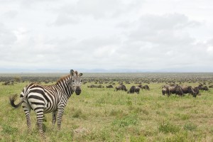 Tanzania Safari wildlife