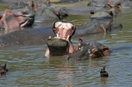 Tanzania Camping Safari, hippos 