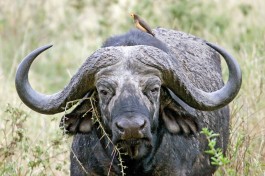 Budget Tanzania Safari, buffalo 