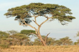 Tanzania Budget Safari landscape 
