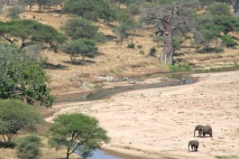 Budget Tanzania Safari Wildlife, elephants 