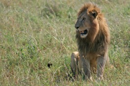Tanzania Safari Wildlife, lion 