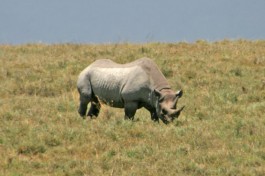 Budget Tanzania Safari, rhino 
