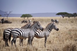 Tanzania Safari Wildlife, zebras 