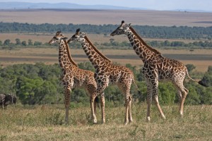 Tanzania Safari giraffes