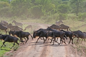 Wildebeest migration