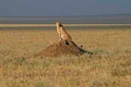 Serengeti cheetah 