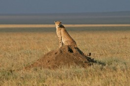 Kenya & Tanzania Safari wildlife 