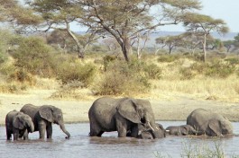 Tanzania & Kenya Safari, elephants 