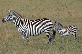 Kenya & Tanzania Safari, zebra 