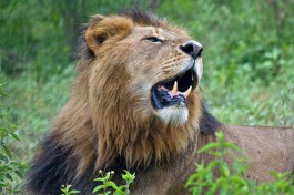 Tanzania Lodge Safari - lion 