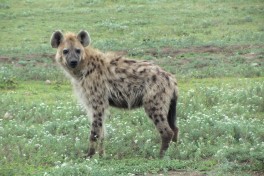 Tanzania hyena 