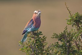Budget African Safari - birdlife 