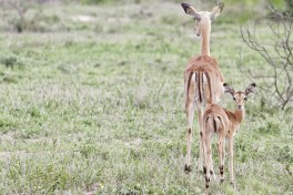Antelopes 