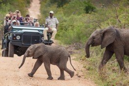 Elephants crossing 