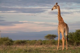 Game drive giraffe 