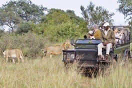 Game drive lions 