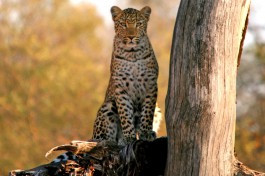 Leopard by tree 