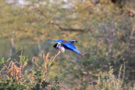 Lilac breasted roller 
