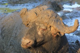 Muddy buffalo 
