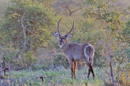 Waterbuck bush 